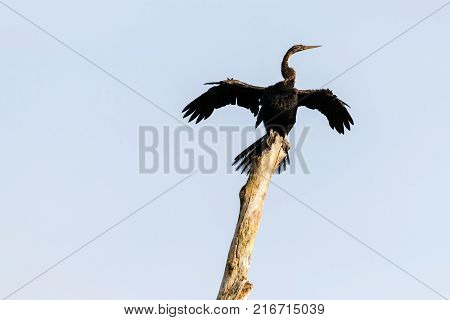 Indian Cormorant From Kerala Backwater In India