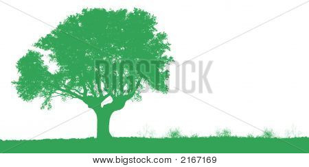 Albero