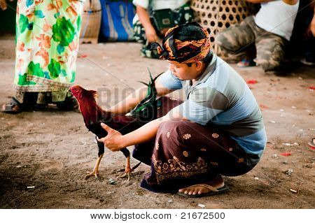 GIANYAR, BALI, INDONESIA - 21 maggio: Abitante del villaggio non identificato preparare suo gallo prima che la lotta alla 