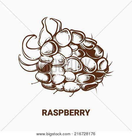 Illustration Of Drawing Raspberry. Hand Draw Illustration For Design. Vector Engraving Drawing Antiq