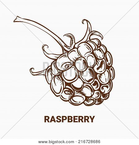 Illustration Of Drawing Raspberry. Hand Draw Illustration For Design. Vector Engraving Drawing Antiq