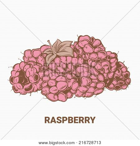 Illustration Of Drawing Raspberry. Hand Draw Illustration For Design. Vector Engraving Drawing Antiq