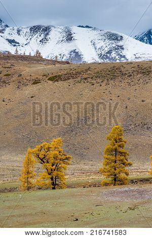 Autumn landscape with yellowed larch in a mountainous area. Russia, the Altai Republic