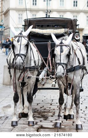 Fiaker caballos