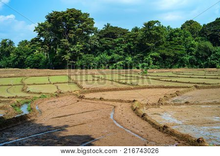 Close-up photograph of paddy fields with crops of rice in Sri Lanka