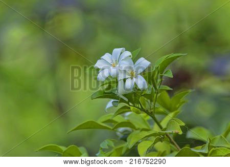 White flower Murraya paniculata or Orang Jessamin on tree