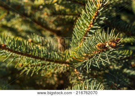 Christmas card by forest environment in special light and color