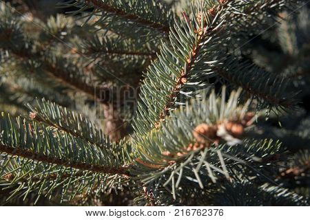 Christmas card by forest environment in special light and color