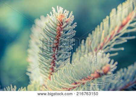 Christmas card by forest environment in special light and color