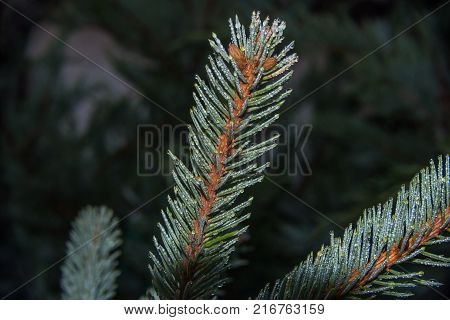 Christmas card by forest environment in special light and color