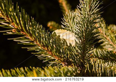 Christmas card by forest environment in special light and color