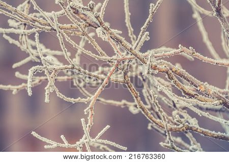 Christmas card by forest environment in special light and color