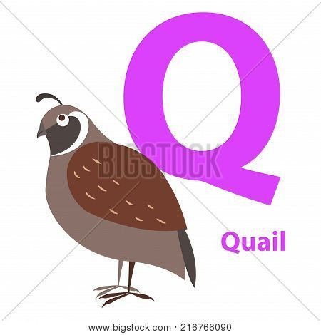 Brown quail on alphabet card with letter Q flat design on white background. Singing bird with ocher color on training image. Vector illustration of funny ABC for children in flat design cartoon style