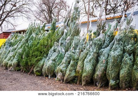 Christmas tree sale of traditional Catholic holidays,Prague,czech reoublic,24.11.2017