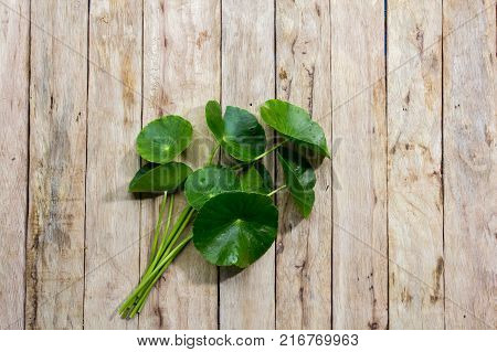 Centella asiatica on wood.Centella asiatica on wood.