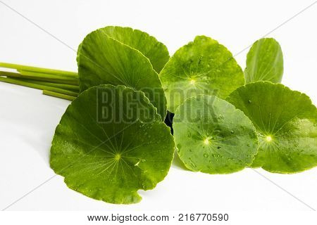 Centella asiaticaentella asiatica Asiatic Pennywort(Centella asiatica (Linn.) Urban.)