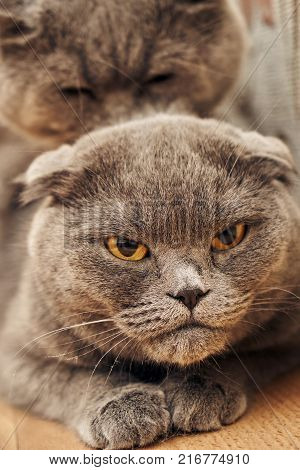 Female purebred cat's muzzle close up while mating