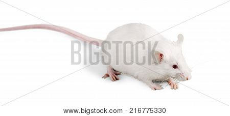 White lab laboratory rat white background red background