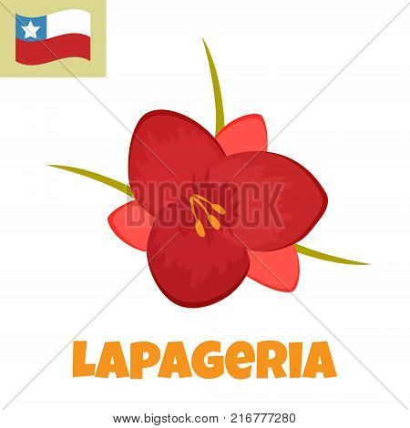 Imape of Lapageria flower. Symbol of Chile.