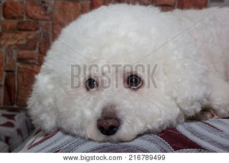 Sorrowful bichon frise is lying on a soft pillow. Pet animals.