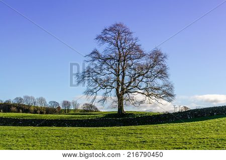 A lone winter tree in agrigultural fields by a dry stone wall