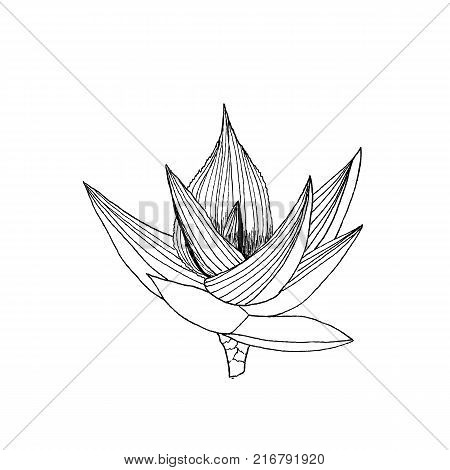 Aloe ibitionsis plant with leaves.  illustration on white background