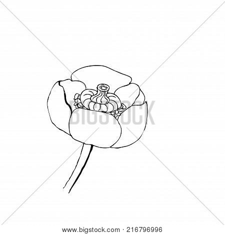 Liner  illustrations - Blooming yellow water-lily close up spatter-dock
