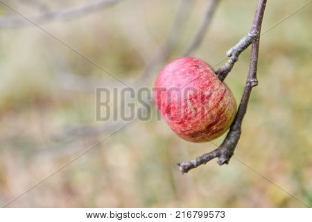 autumn Red tasty Apple on a tree