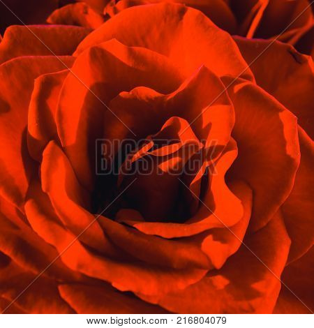 Close up of beautiful red bloming rose