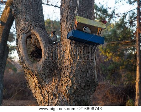 For small sparrows, people made feeders and stuffed them with food.