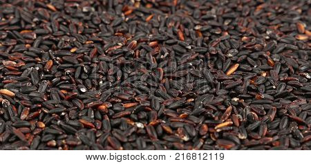 Black purple raw unhulled long grain rice close up pattern background low angle view selective focus