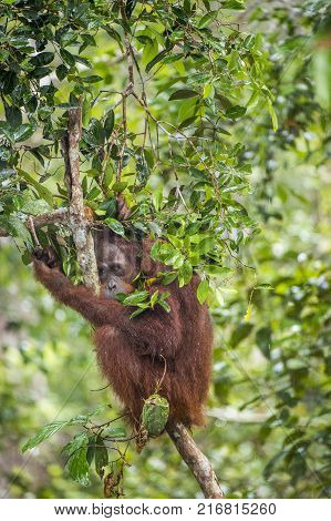 Bornean Orangutan (pongo Pygmaeus Wurmmbii) On The Tree Branches In The Wild Nature. Rainforest Of I