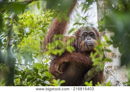 orangutan on the tree branches. Bornean orangutan (Pongo pygmaeus wurmmbii) in the wild nature. Rainforest of Island Borneo. Indonesia.