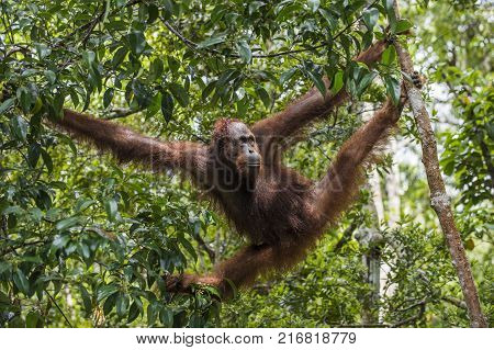 orangutan on the tree branches. Bornean orangutan (Pongo pygmaeus wurmmbii) in the wild nature. Rainforest of Island Borneo. Indonesia.
