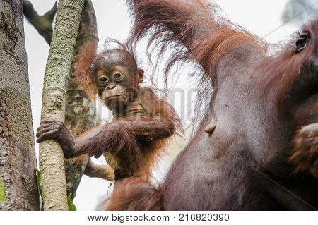A female of the orangutan with a cub in a natural habitat. Rainforest of Borneo. indonesia