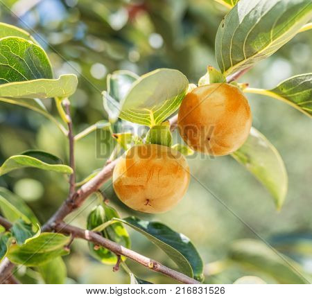 Persimmon fruits among green leaves on the tree.