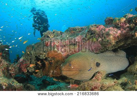 Giant Moray Eel and Scuba diver