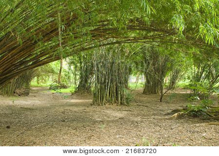 Foresta di bambù in un tranquillo giardino