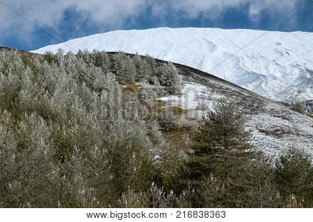 frozen pines in tree line on top of Palestra Mount in Etna Park, Sicily