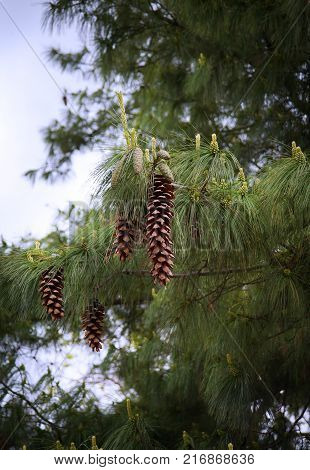 Large Pine Cones hanging on a Tree branch.