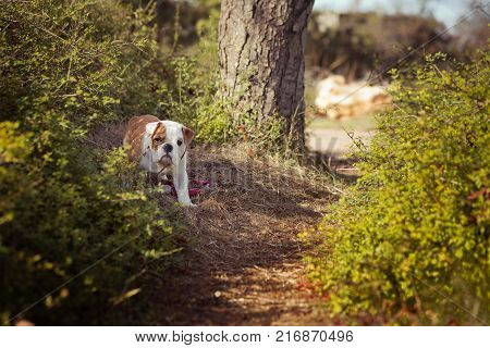 English puppy Bulldog Dog at the forest summer time.
