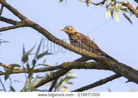Fieldfare (turdus Pilaris)
