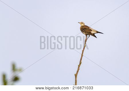 Fieldfare (turdus Pilaris)