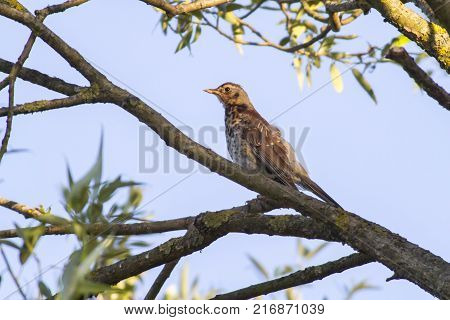 Fieldfare (turdus Pilaris)