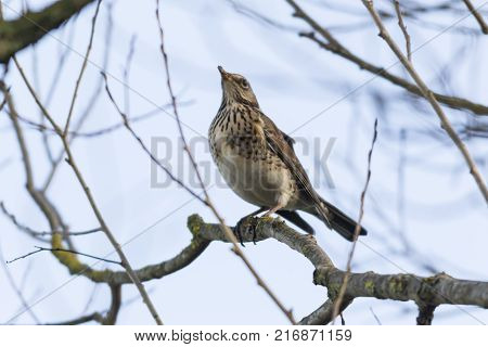 Fieldfare (turdus Pilaris)