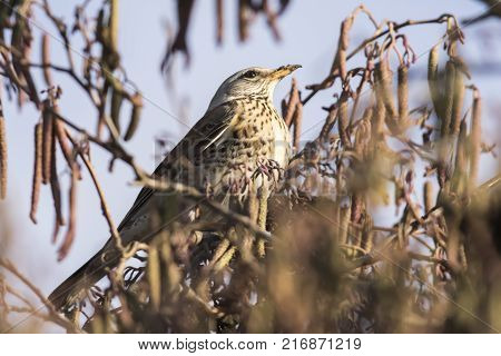 Fieldfare (turdus Pilaris)