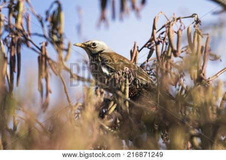 Fieldfare (turdus Pilaris)