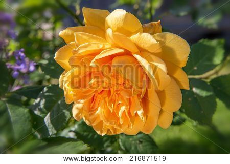 Blooming yellow rose in the garden on a sunny day. 