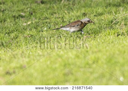 Fieldfare (turdus Pilaris)