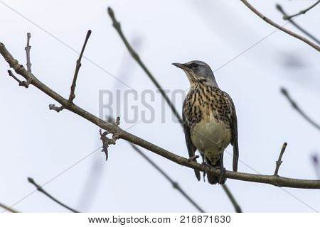 Fieldfare (turdus Pilaris)